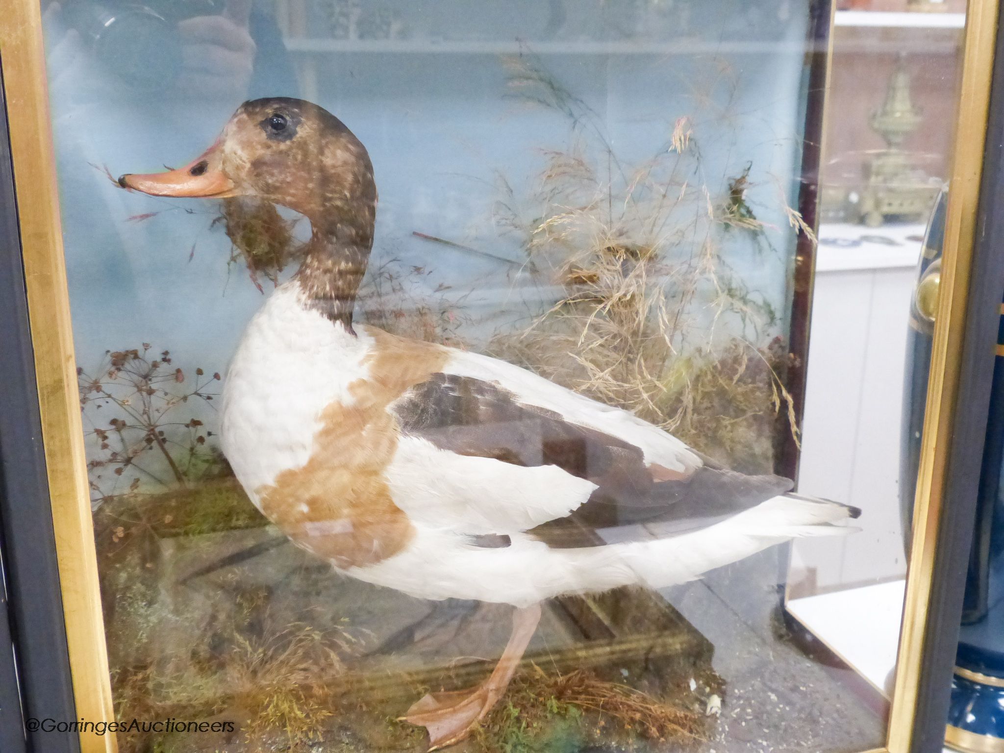 A taxidermic shelduck and a taxidermic tufted duck, each in glazed case, largest 58.5 x 48cm